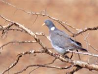 کبوتر جنگلی (فاخته)