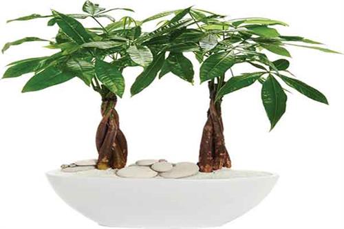 مزرعه خانگی