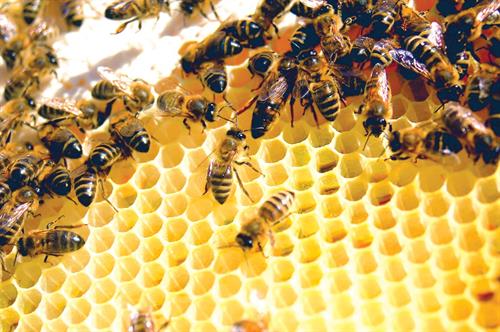 پروانه ها و زنبورهای وحشی؛ توسعه «دانش محتوای آموزشی» معلمان زیست شناسی از طریق علم شهروندی