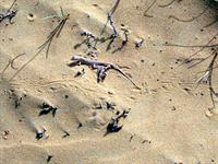 گردش علمی یا فعالیت تجربی خارج از کلاس