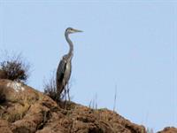 حواصیل خاکستری