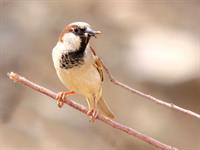 گنجشک خانگی