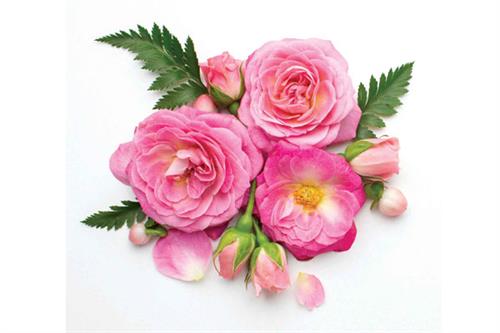 بوم ایده‌‌پردازی