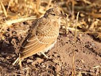 چکاوک کاکلی