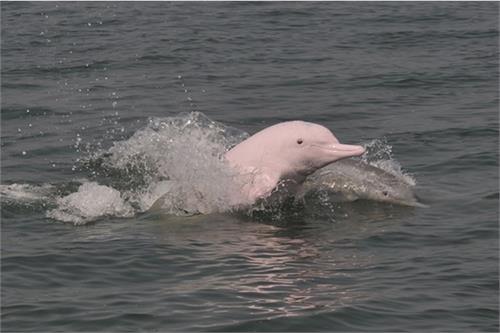 مشاهده دوباره دلفین‌‌های کمیاب در سواحل هنگ ‌کنگ