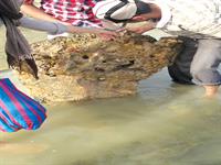 گردش علمی یا فعالیت تجربی خارج از کلاس