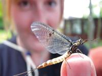 گردش علمی یا فعالیت تجربی خارج از کلاس