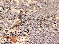 چکاوک هدهدی