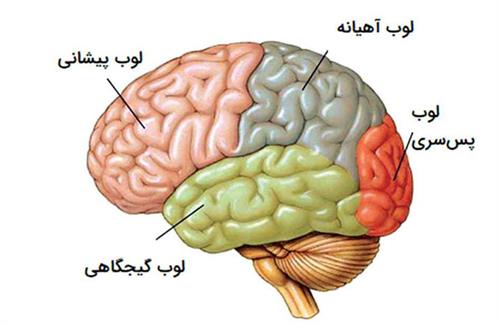 معماری مغز