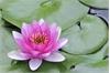 گل نیلوفر