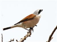 سنگ چشم پشت سرخ