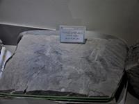 موزه علوم ‌زمین اداره کل زمین‌ شناسی و اکتشافات معدنی منطقه شمال شرق کشور.