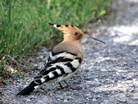 هدهد (شانه به سر)