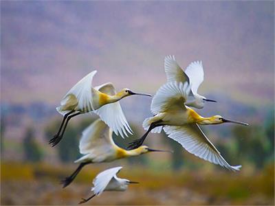 عکس شایسته تقدیر گرایش ایران سرزمین پرگهر: محمدجواد آرمان‌مهر