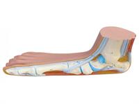 ناهنجاری کف پای صاف و روش های اندازه گیری آن در دانش آموزان