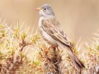 زردپره سرخاکستری