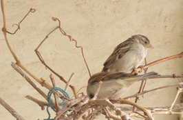 شمین جشنواره‌ی عکس رشد: دانش آموزی 8