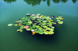 شمین جشنواره‌ی عکس رشد: دانش آموزی 15