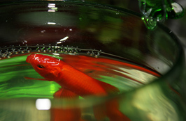 ششمین جشنواره‌ی عکس رشد: دانش‌آموزی 11