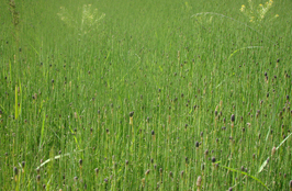 ششمین جشنواره‌ی عکس رشد: دانش‌آموزی 35