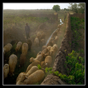 ششمین‌ جشنواره‌ی عکس رشد: ایران، سرزمین پرگهر  23