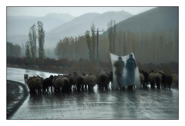 گرایش دانش‌آموزی: اردلان حسنغلی‌زاده از استان خراسان رضوی شهرستان مشهد