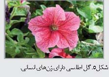 زیست شناسی هنر است