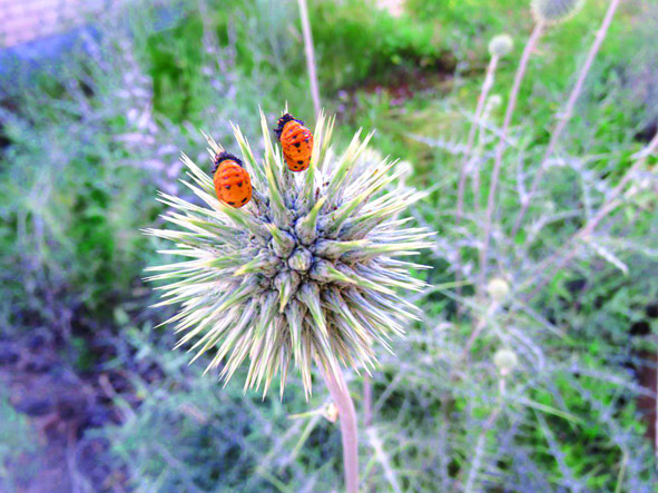 عکس های شما