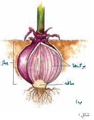 پیشنهادهایی برای آموزش تولید مثل گیاهان