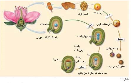 پیشنهادهایی برای آموزش تولید مثل گیاهان