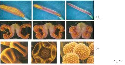 پیشنهادهایی برای آموزش تولید مثل گیاهان