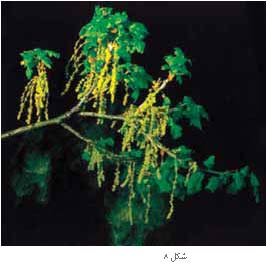 پیشنهادهایی برای آموزش تولید مثل گیاهان