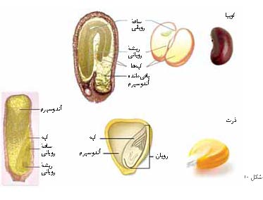 پیشنهادهایی برای آموزش تولید مثل گیاهان