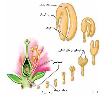 پیشنهادهایی برای آموزش تولید مثل گیاهان