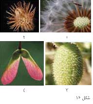 پیشنهادهایی برای آموزش تولید مثل گیاهان