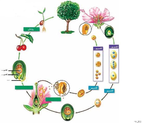 پیشنهادهایی برای آموزش تولید مثل گیاهان