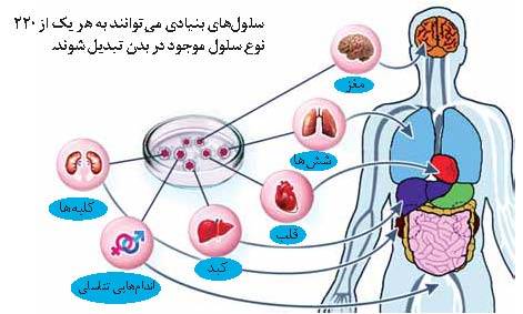مهندسی بافت
