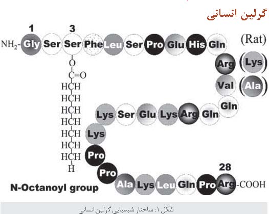 گرلین هورمون اشتها