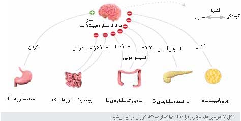 گرلین هورمون اشتها
