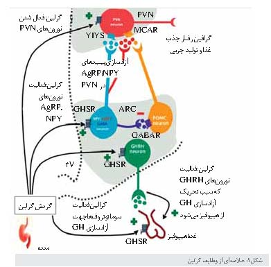 گرلین هورمون اشتها