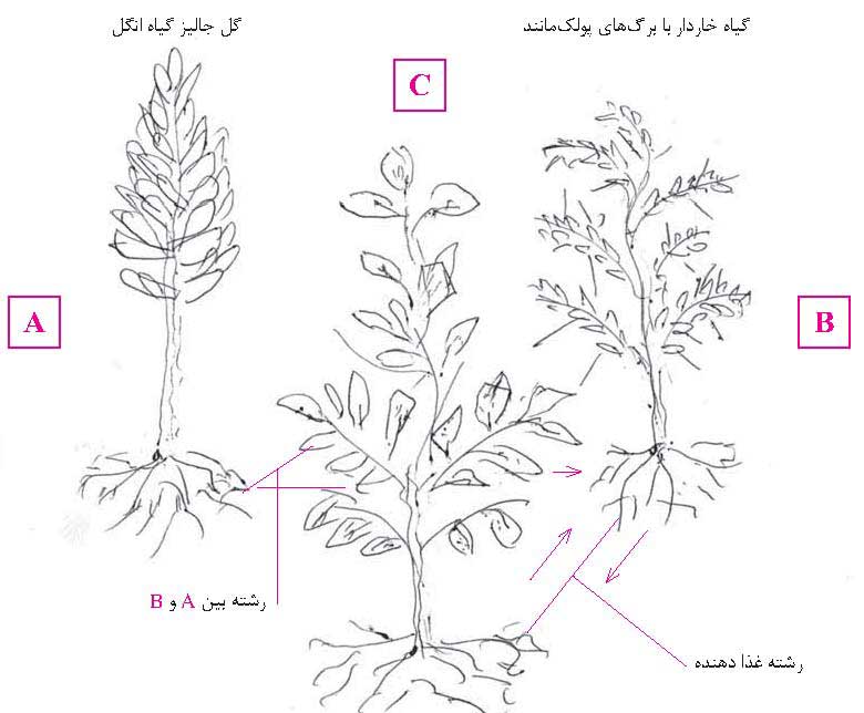 مثلث رازآلود