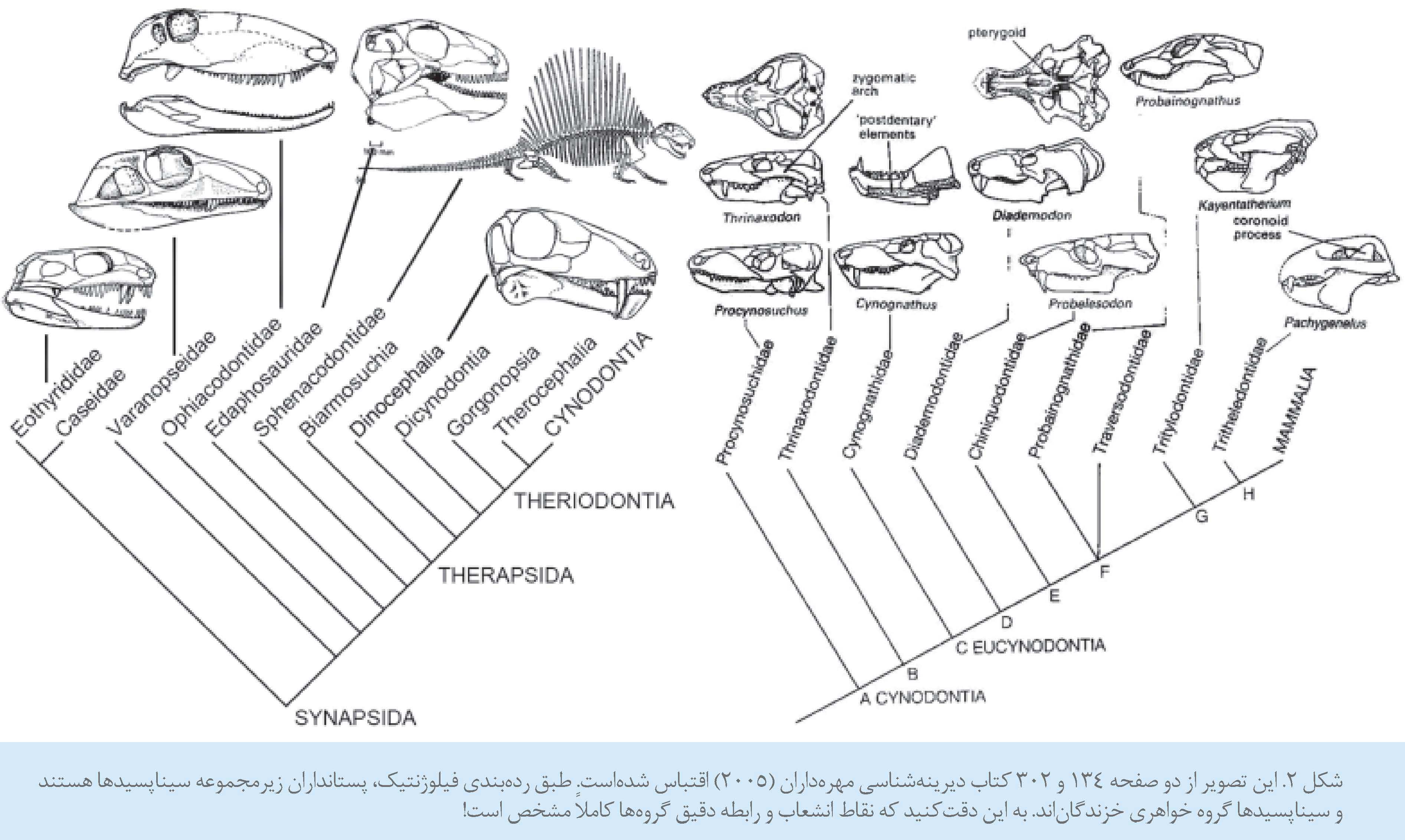 بارقه هایی متاخر از طرز فکری متقدم