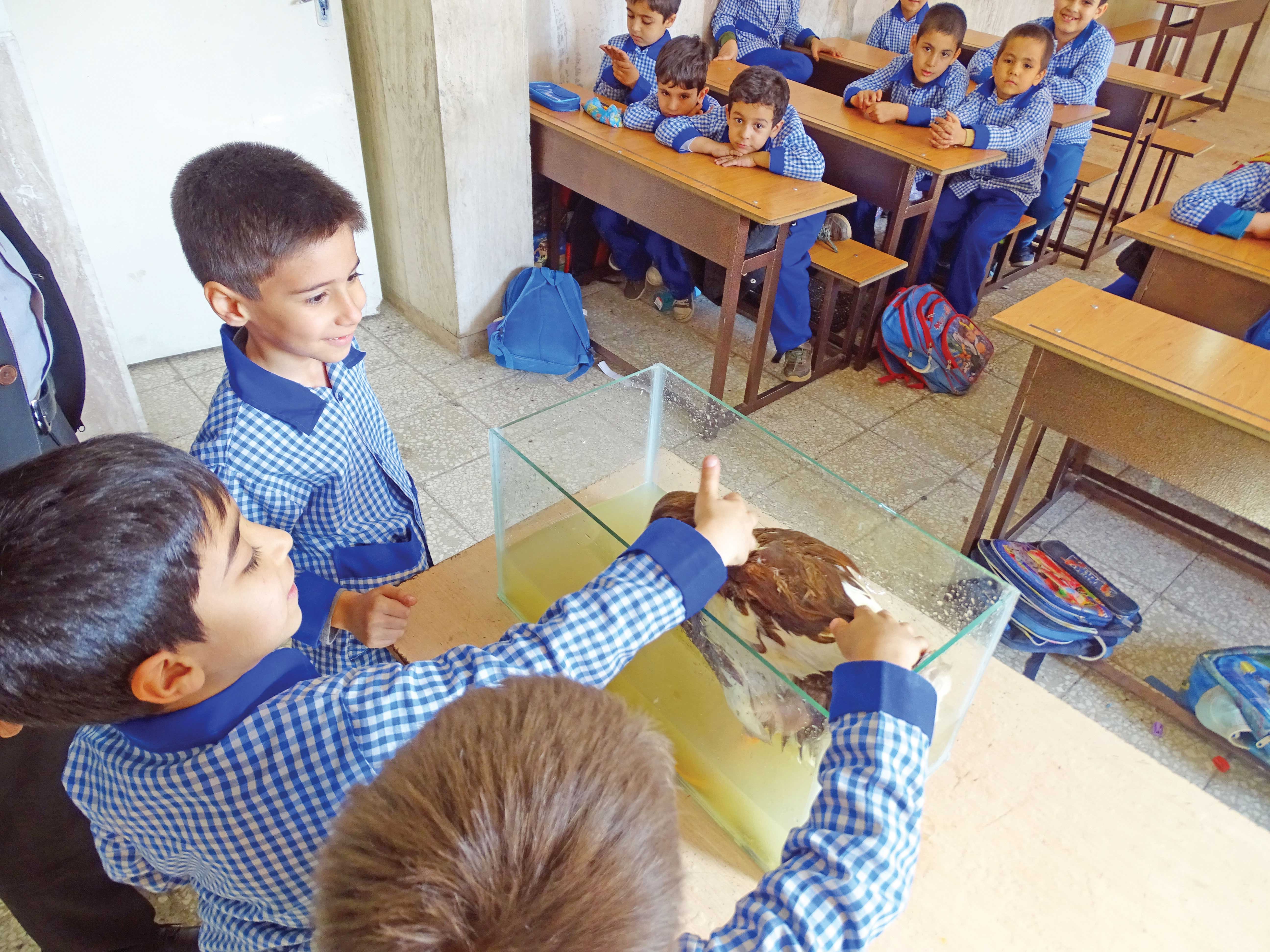 اُ مثلِ اُردک