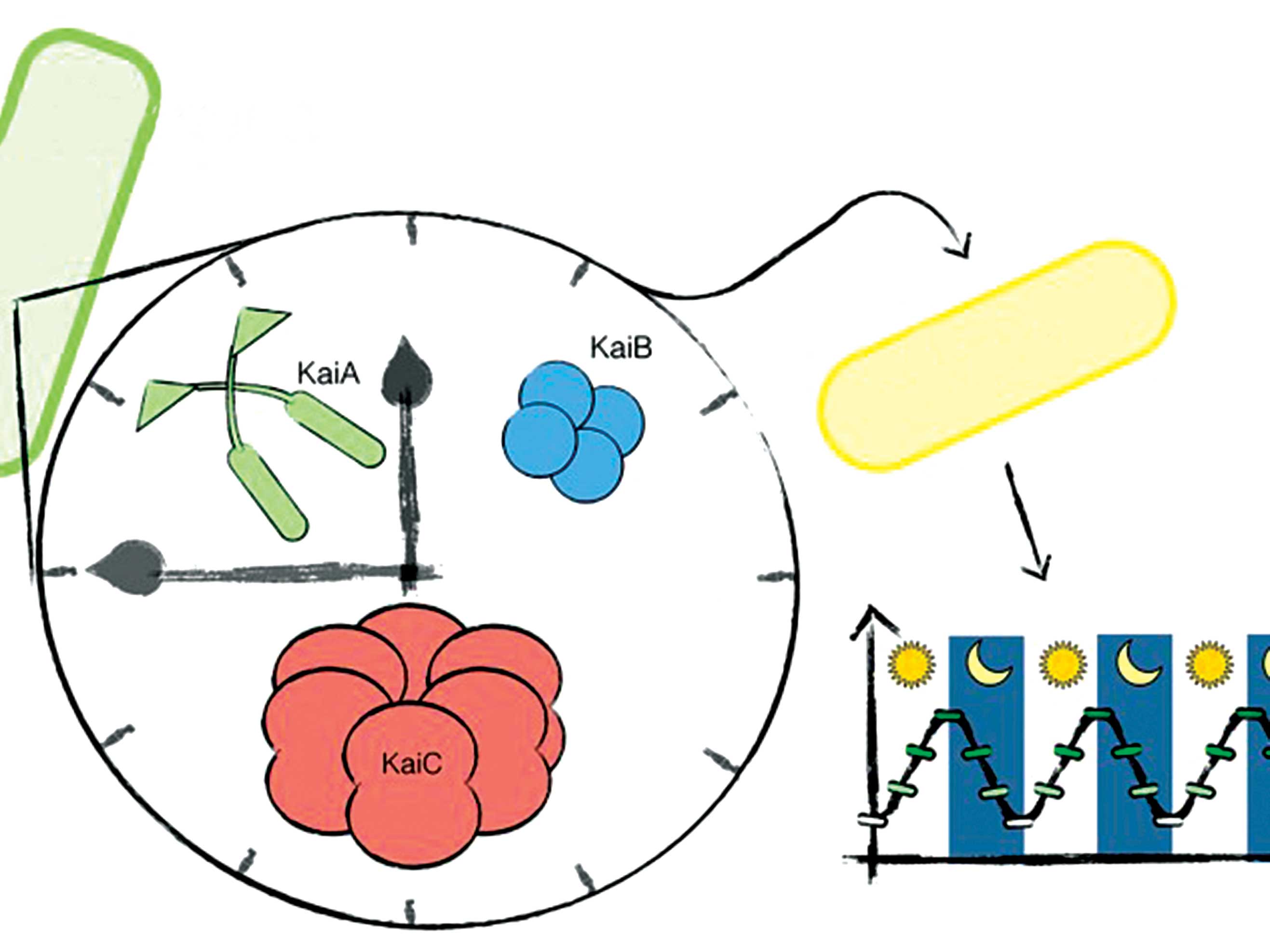 ساعت درونی ما