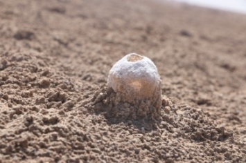 کلاه از سر برداشتیم به احترام کویر