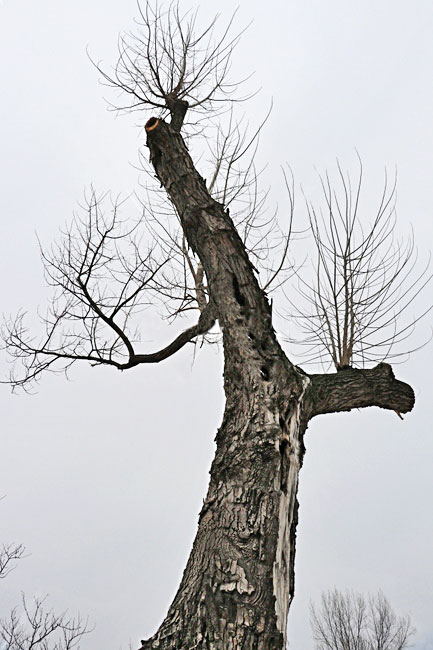 دیاگرام عنکبوتی