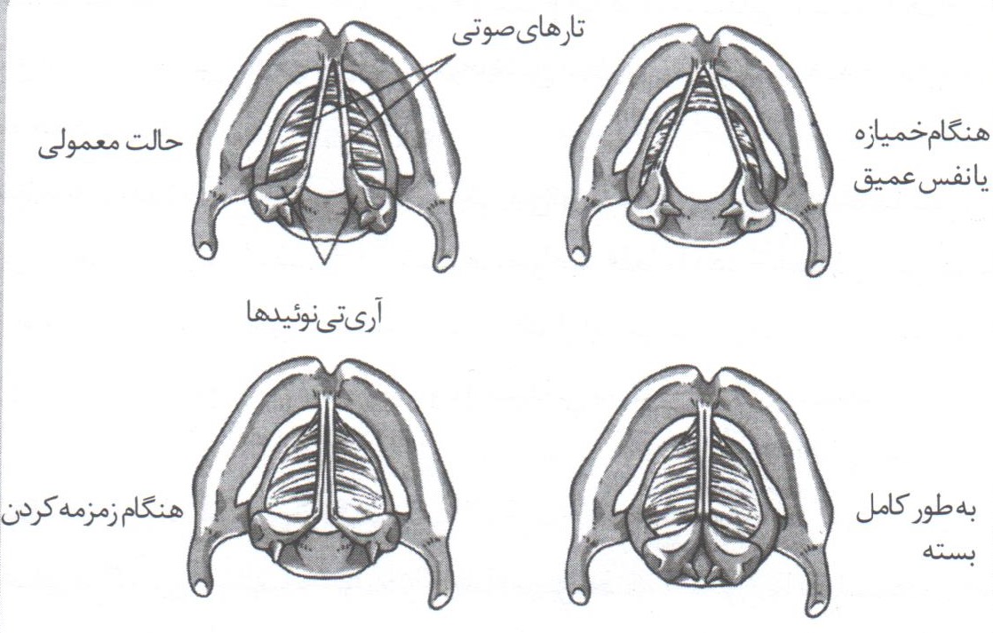 دانش صداسازی