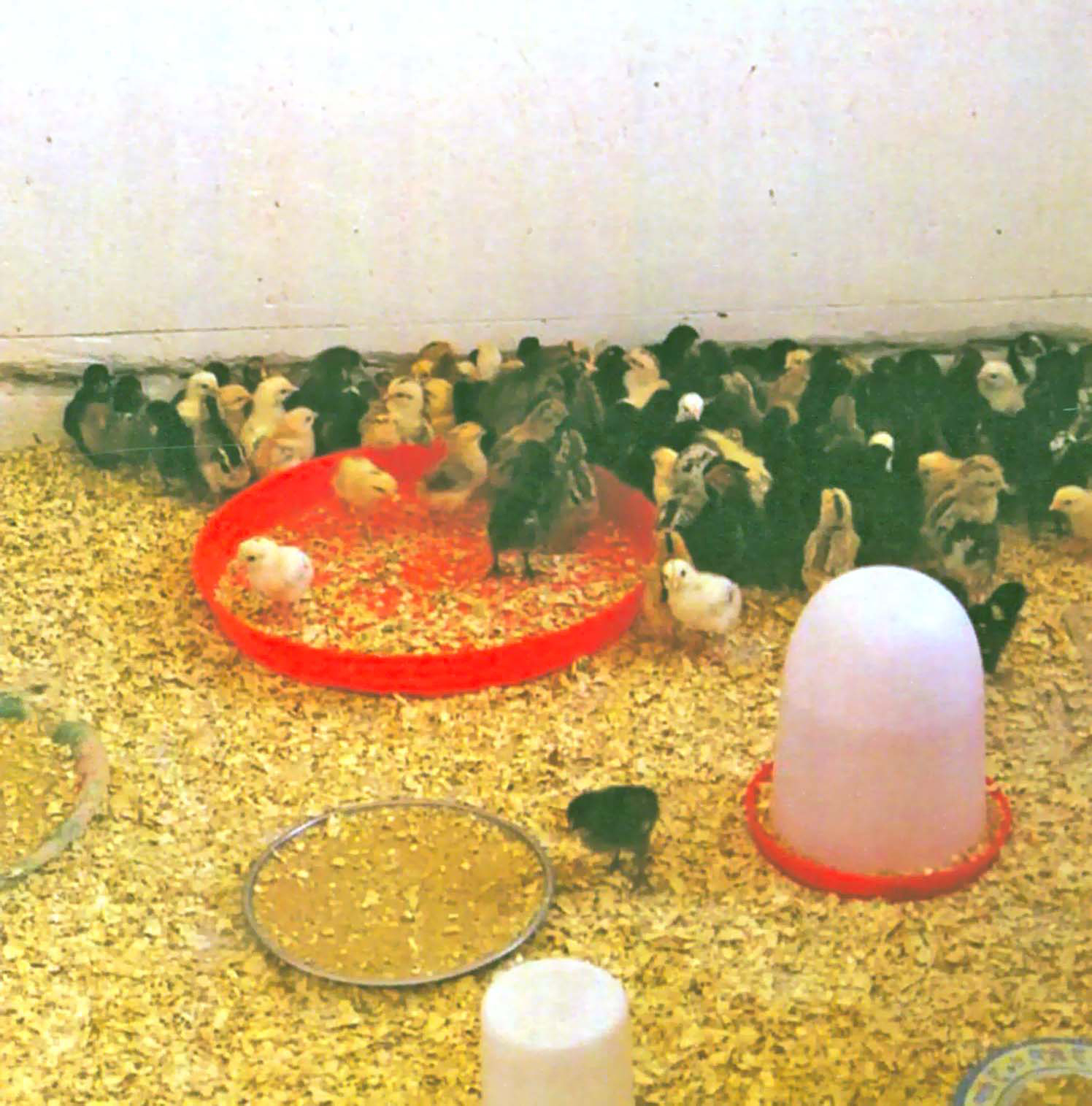 طرح خود اتکایی در دبیرستان شبانه روزی فاطمة الزهرا