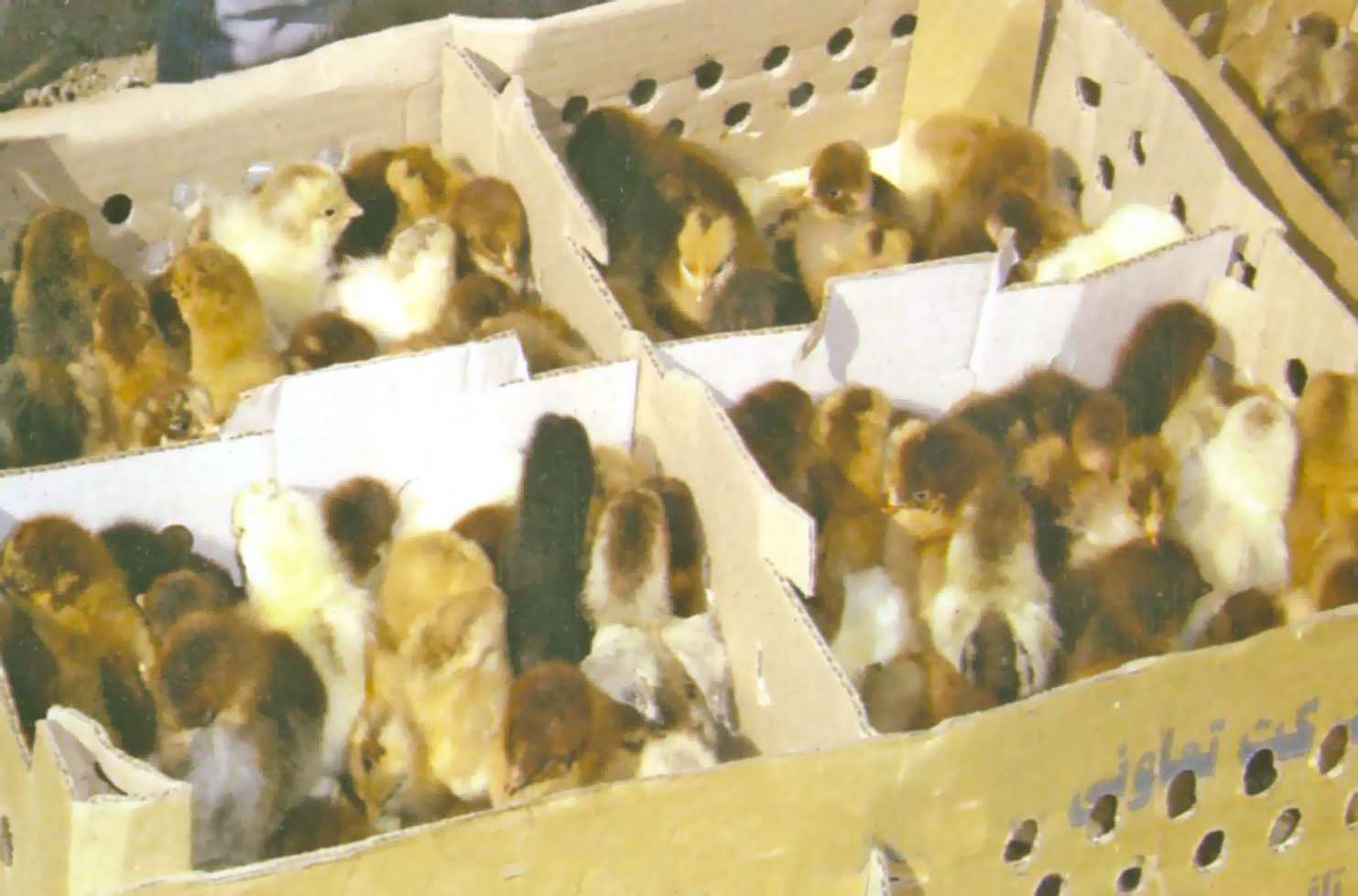 طرح خود اتکایی در دبیرستان شبانه روزی فاطمة الزهرا