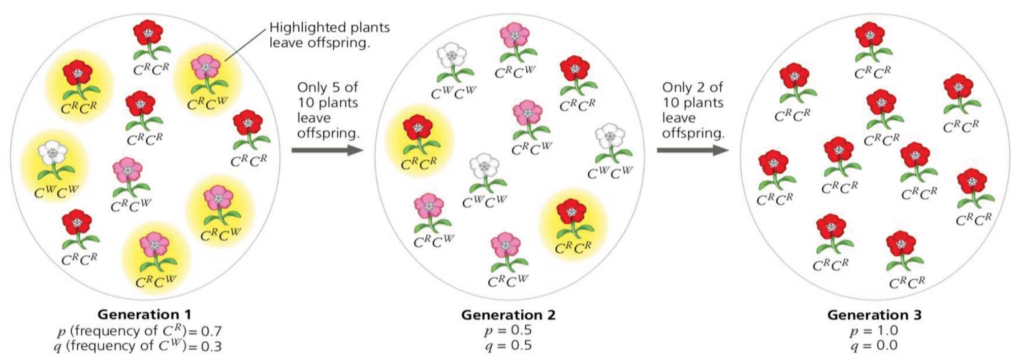 تکامل در کتاب دوازدهم